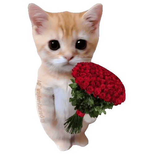 Happy Cat